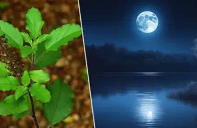 भाद्रपद पूर्णिमा पर करें तुलसी के खास उपाय, हर संकट होगा दूर