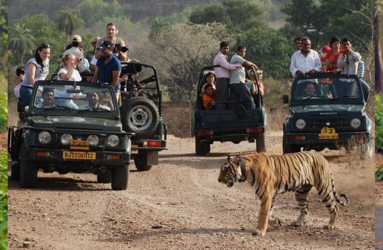 जंगल सफारी की बुकिंग शुरू, कान्हा नेशनल पार्क फुल; सतपुड़ा में नए वाहनों के साथ सैर-सपाटा संभव