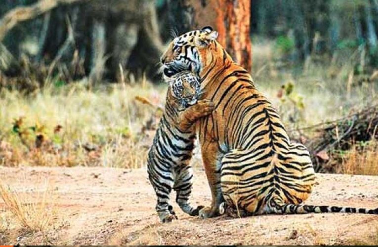 पेंच टाइगर रिजर्व के कोर एरिया के गेट 1 अक्टूबर से खुलेंगे, बढ़ेगा प्रवेश शुल्क