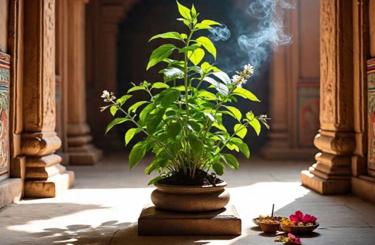 नवरात्र में जरूर करें तुलसी से जुड़ा ये उपाय, दूर होगी आर्थिक तंगी