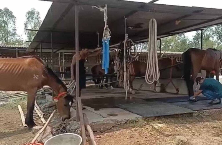 जबलपुर: 19 घोड़ों की मौत, मालिक और हैदराबाद कंपनी पर पशु क्रूरता का केस