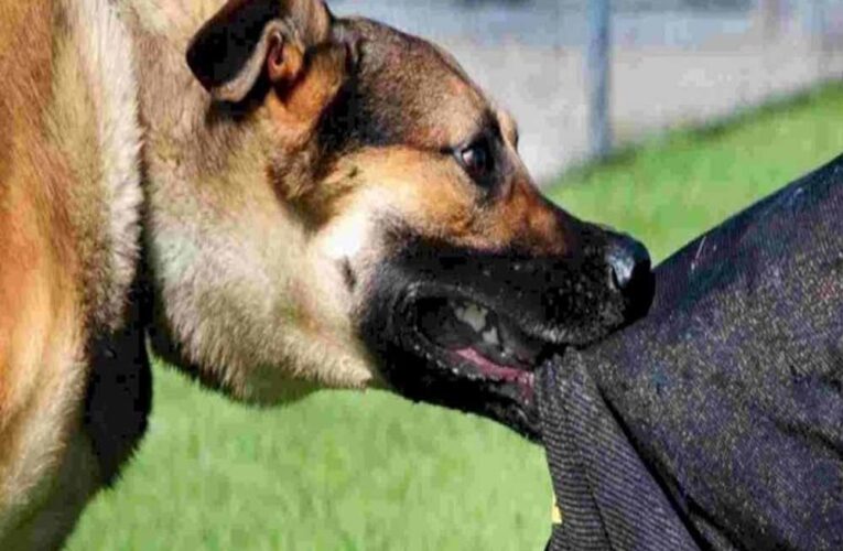 हमीदिया-जेपी अस्पताल में 12,078 जानवर काटने के केस, 90% रेबीज खतरा; वैक्सीन जरूरी