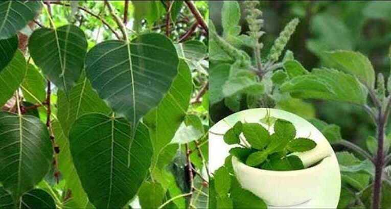 पितृपक्ष में इन पौधों का घर में होना क्यों है खास?