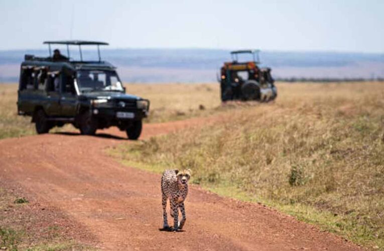 कूनो में खुलेंगे पर्यटकों के लिए गेट, MP में जल्द शुरू होगी चीता सफारी