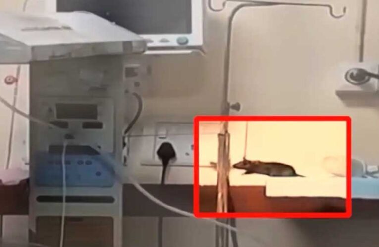 ‘चूहों के हमले’ से नवजात की मौत, NHRC ने MP स्वास्थ्य विभाग और इंदौर DM को नोटिस भेजा