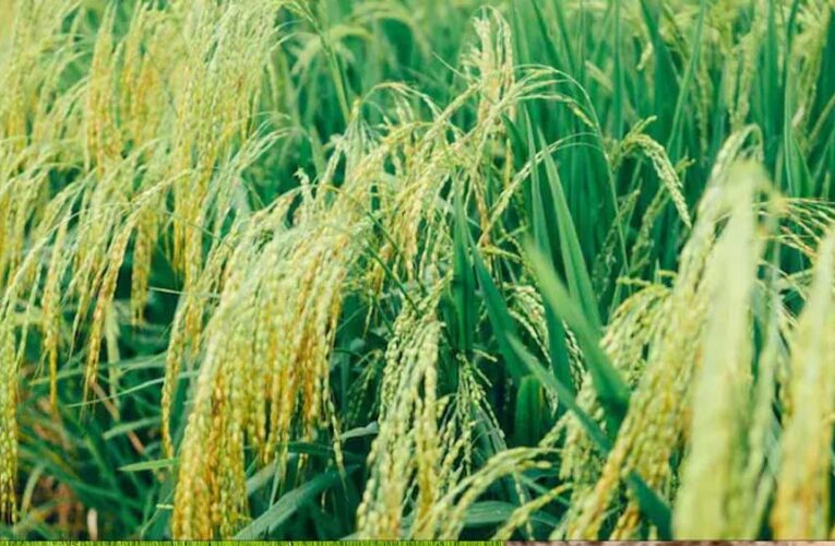बालाघाट के चावल की विदेशी धूम, IR-64 और IR-36 से बने मोटे पारबॉइल्ड राइस की सात समंदर पार है डिमांड