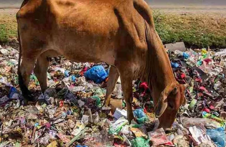 हैरान करने वाला मामला: गाय के पेट से निकले 28 किलो प्लास्टिक, 41 कीलें और अजीब चीजें!