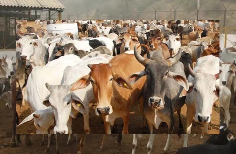 दमोह में बनेगा देश का सबसे बड़ा गोवंश वन्य विहार, 8 हजार से ज्यादा गायों को मिलेगा आश्रय