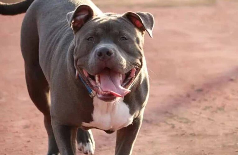 पड़ोसन से मिलने गई महिला पर पिटबुल का हमला, जबड़े में फंसा हाथ – CCTV फुटेज वायरल