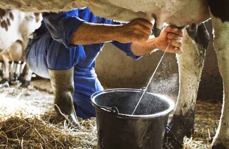 प्रदेश में 2 अक्टूबर से प्रारंभ होगा दुग्ध समृद्धि सम्पर्क अभियान