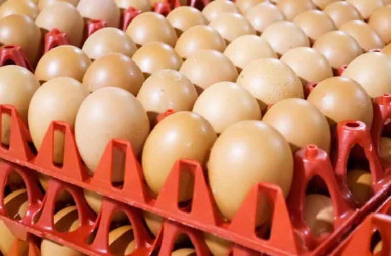 अमेरिका की नाकामी: रूस को पंगु बनाने की कोशिश में खुद पड़ गया फंसा, अब अंडे खरीदने को मजबूर