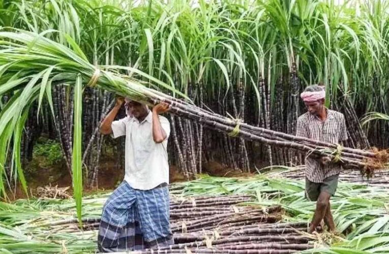 पेराई सत्र 2025-26: गन्ना सट्टा और आपूर्ति नीति जारी, छोटे किसानों को मिलेगी प्राथमिकता