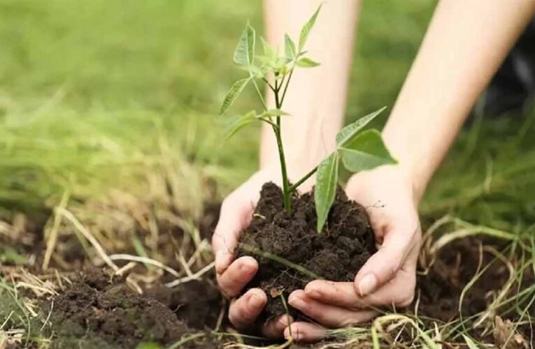 मंदसौर में किसानों के पैसे पर हंगामा: पौधों की सिंचाई पर दो लाख रुपये, ट्रैक्टर का मामला भी गर्म!