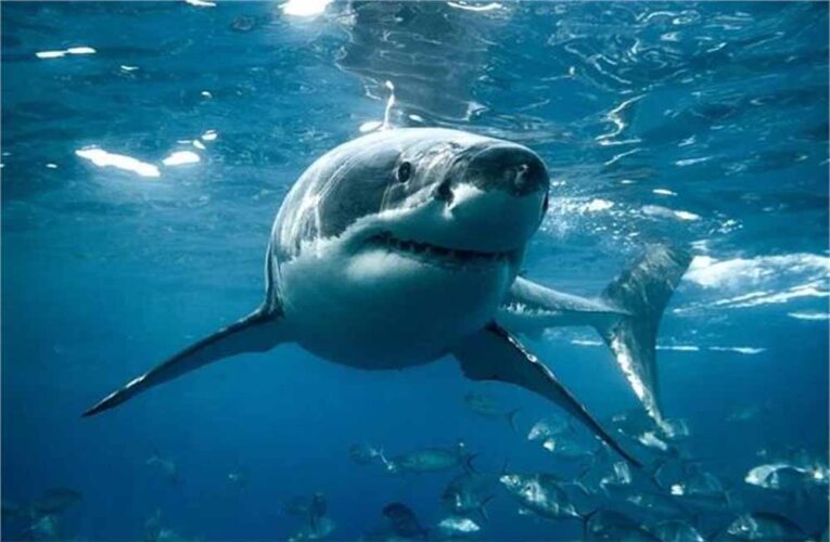 सिडनी का समुद्र तट खौफनाक बन गया: शार्क हमले में लॉन्ग रीफ बीच पर सर्फर की मौत