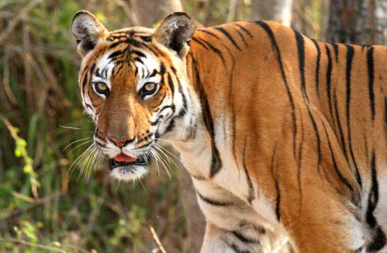 ऑल इंडिया टाइगर एस्टीमेशन वन्यजीव सर्वेक्षण की कार्यशाला