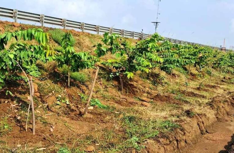 छत्तीसगढ़ के राष्ट्रीय राजमार्ग बन रहे ग्रीन कॉरिडोर:एनएचएआई ने इस साल लगाए 2.71 लाख पौधे