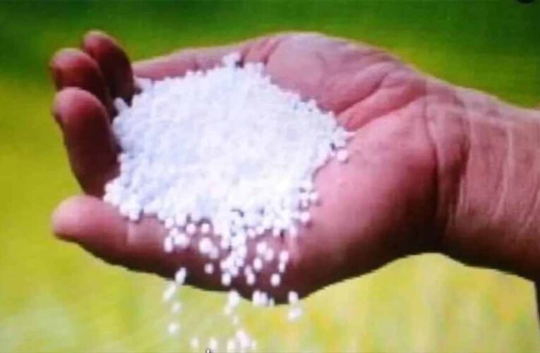 MP में धान बोआई बढ़ी, यूरिया संकट गहराया: खाद के लिए कतारों में किसान