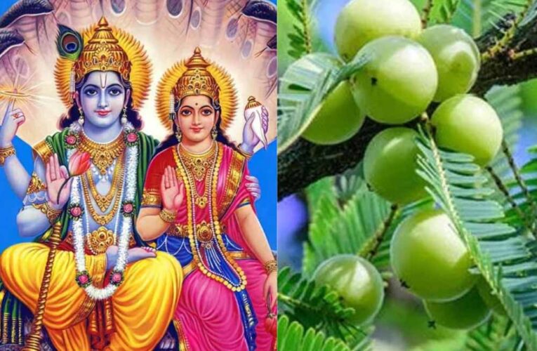 आंवला नवमी पर करें ये शुभ कार्य, जीवन में कभी नहीं आएगी धन और शांति की कमी