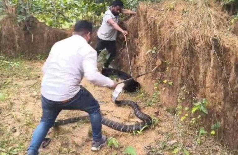 धरती पर दानव! कैमरे में कैद हुआ अब तक का सबसे लंबा सांप, गांव में मचा हड़कंप