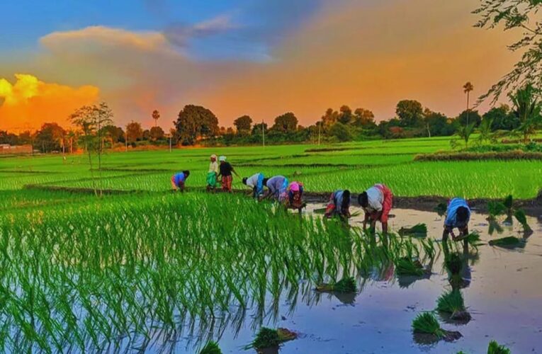 कृषि के क्षेत्र में मध्यप्रदेश स्थापित कर रहा है नये कीर्तिमान