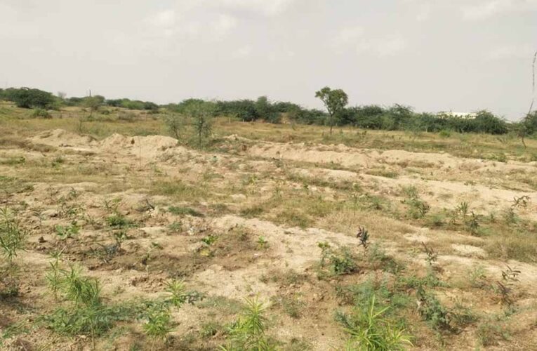 31 करोड़ खर्च के बावजूद असफल पौधरोपण अभियान: सिर्फ कागजों में ही रही हरियाली