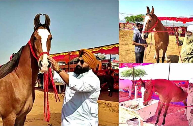 पुष्कर मेला 2025 में ‘नगीना’ की धूम: एक करोड़ की घोड़ी बनी सबकी पसंद