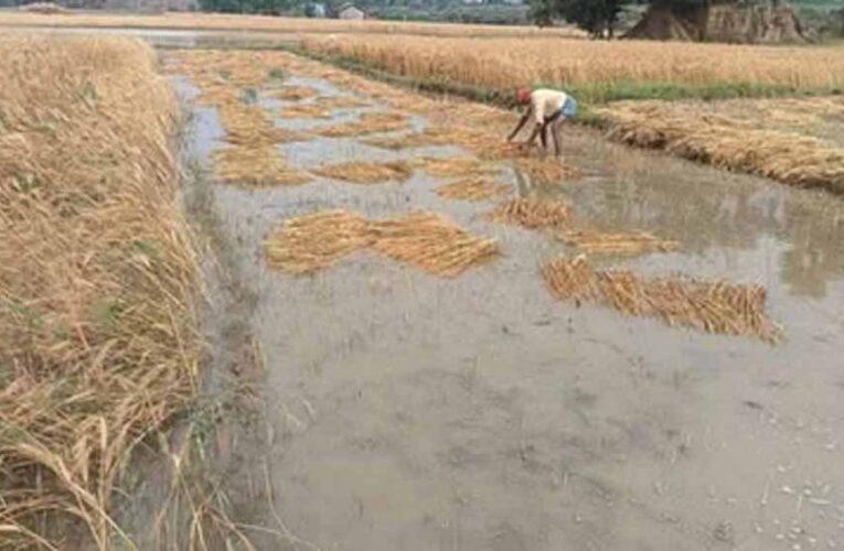बालोद में फसलों पर माहू का हमला, किसानों की मेहनत पर फिरा पानी