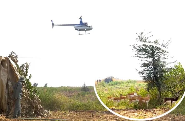 देश में पहली बार शाजापुर में अनोखी पहल, हेलीकॉप्टर से हांका कर हिरणों को पकड़ा गया