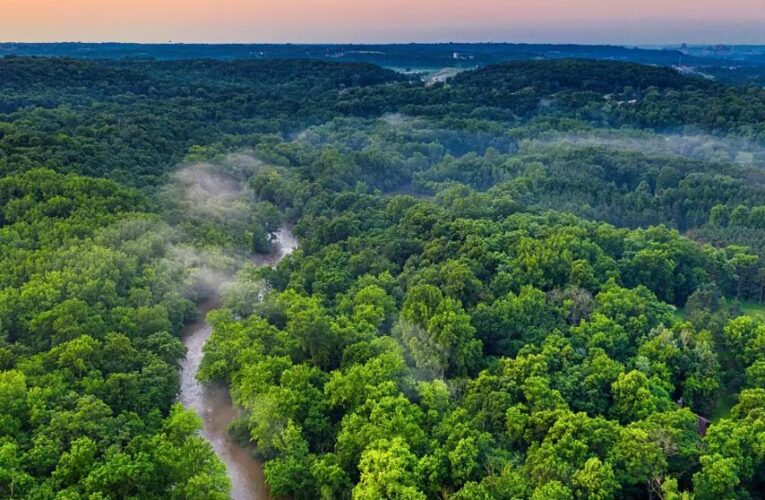 भारत का वन क्षेत्र एक दशक में 1.91 हेक्टेयर बढ़ा, एशिया में सबसे तेज विस्तार; FAO रिपोर्ट में विश्व में 9वें स्थान पर