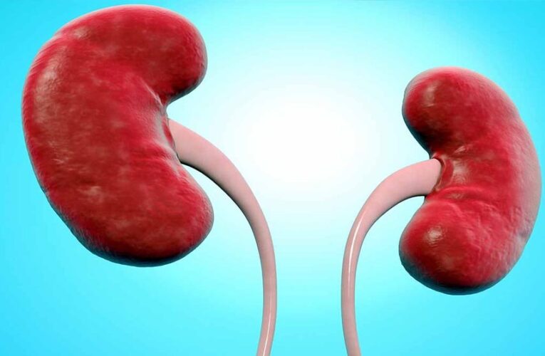 वैज्ञानिकों ने बनाई यूनिवर्सल किडनी, अब हर रक्त समूह के लिए होगी उपयोगी