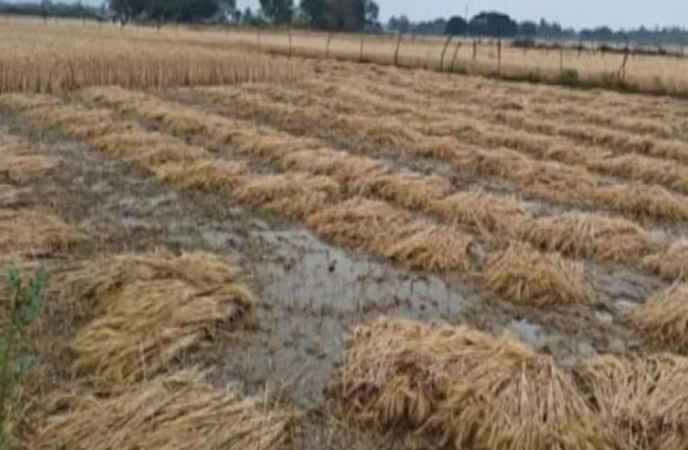 मध्य प्रदेश में बेमौसम बारिश, सोयाबीन, गेहूं और अन्य फसलों को भारी नुकसान