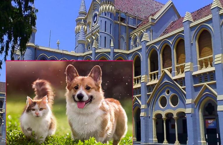 जबलपुर हाईकोर्ट का स्पष्ट निर्देश: सरकारी आवास पालतू जानवरों के लिए नहीं, केवल परिवार के लिए