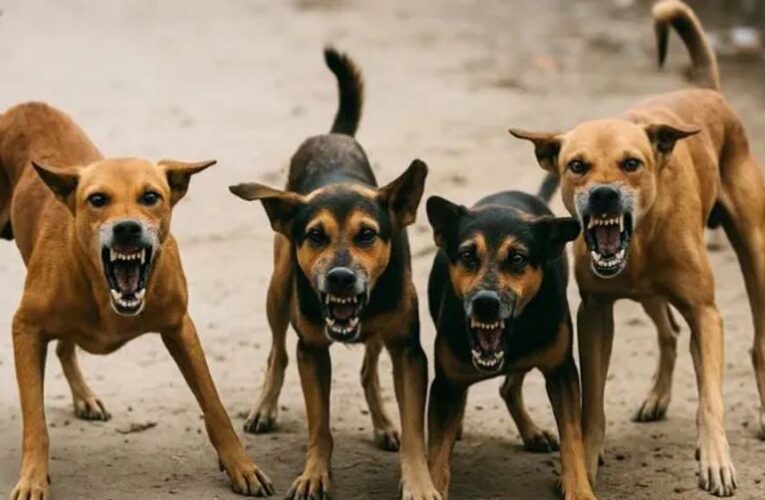 गाजियाबाद में बढ़ा आवारा कुत्तों का खतरा, हर दिन 400 लोग ले रहे रेबीज का टीका