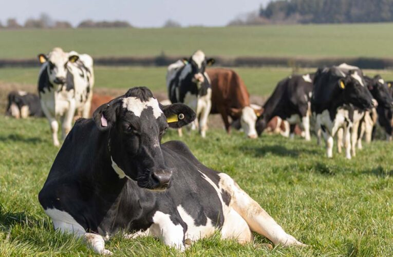 डेनमार्क का अनोखा टैक्स: गायों की गैस और डकार पर देना होगा शुल्क, पेड़ लगाने पर मिलेगी छूट