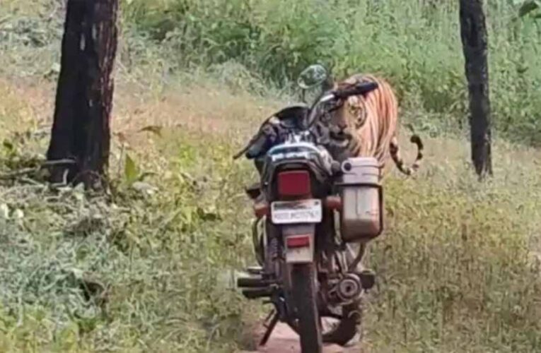 जंगल में घबराहट: फॉरेस्ट गार्ड के सामने अचानक आया बाघ, सूझबूझ से टली बड़ी मुसीबत