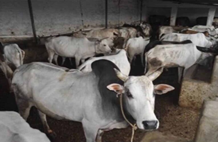 मध्य प्रदेश में एक लाख परिवारों तक पहुंचेगा ‘मैत्री’, जानें पशुपालन कैसे बन सकता है आय का जरिया