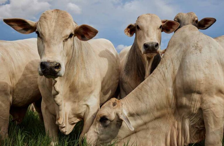 MP में पशु नस्ल सुधार के लिए दुग्ध समृद्धि संपर्क अभियान शुरू, पशुपालकों को दी जाएगी आधुनिक तकनीक की जानकारी