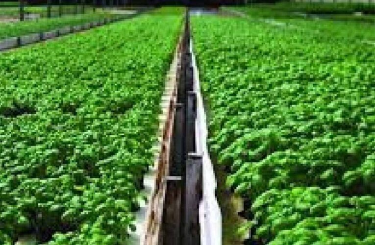 खंडवा जिले की उद्यानिकी फसलों के लिये उद्यमियों से परियोजना प्रस्ताव आमंत्रित