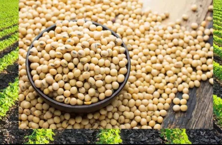 MP के किसानों के लिए राहत भरी खबर: दिवाली के बाद सोयाबीन की खरीदी भावांतर योजना के तहत होगी