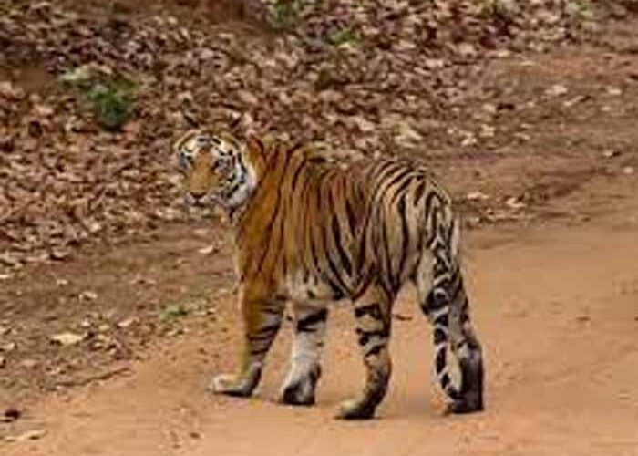 बांधवगढ़ टाइगर रिजर्व में टिकट घोटाला! सरकारी वेबसाइट से हो रही थी सफारी पास की कालाबाजारी