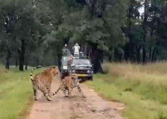 MP का कान्हा टाइगर रिजर्व: बाघ-बाघिन की रोमांचक आमने-सामने की झलक, सैलानियों ने किया कैद!