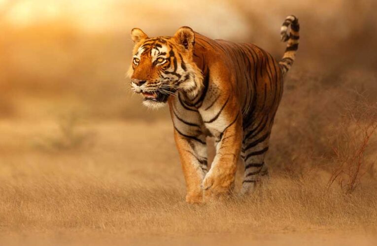 स्टेट टाइगर स्ट्राइक फोर्स मध्यप्रदेश के  सरोठिया को मिला अंतर्राष्ट्रीय अवॉर्ड