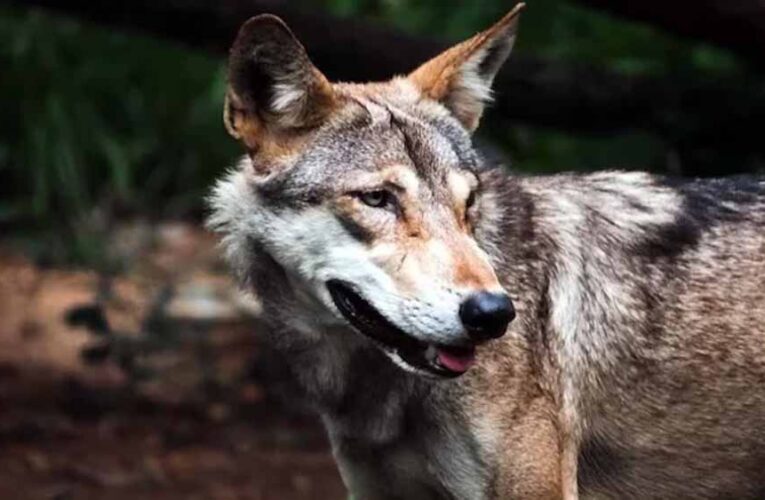 घर के बाहर खेल रहे मासूम को भेड़िए उठा ले गए, परिजन पहुंचते-पहुंचते सब खत्म