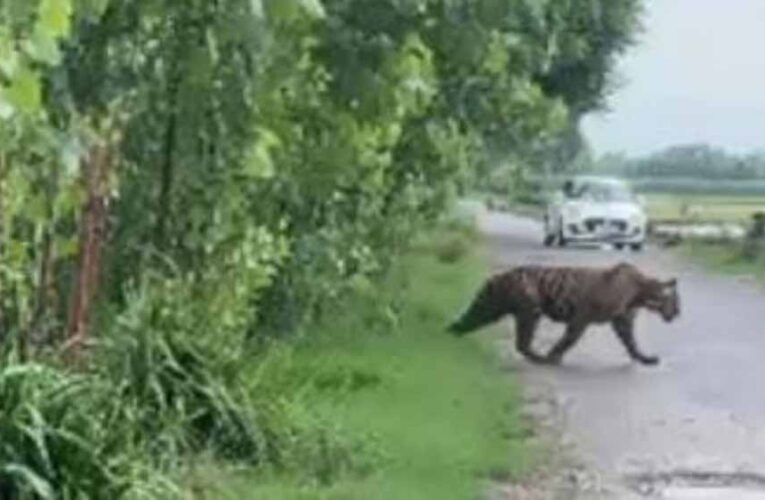 रणथंभौर में टाइगर का अचानक दर्शन, मंदिर मार्ग पर श्रद्धालुओं में रोमांच और सतर्कता