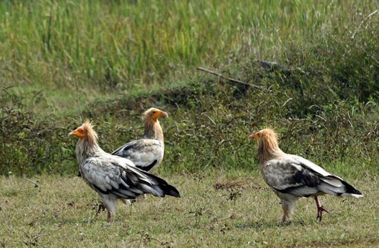 कोपरा जलाशय को मिलेगा रामसर स्थल का दर्जा