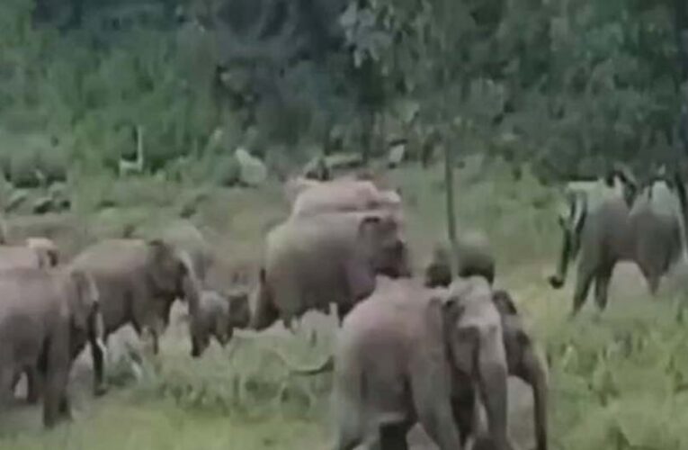 कोरबा–कटघोरा में हाथियों का कहर: फसलें बर्बाद, ग्रामीणों में दहशत