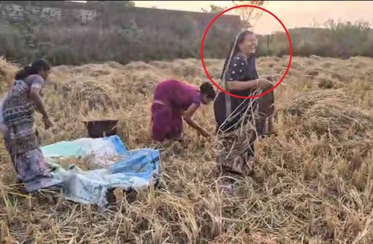 बलरामपुर-रामानुजगंज में धान कटाई: कृषि मंत्री राम विचार नेताम की पत्नी भी उतरीं खेत में, ग्रामीणों में बढ़ा उत्साह