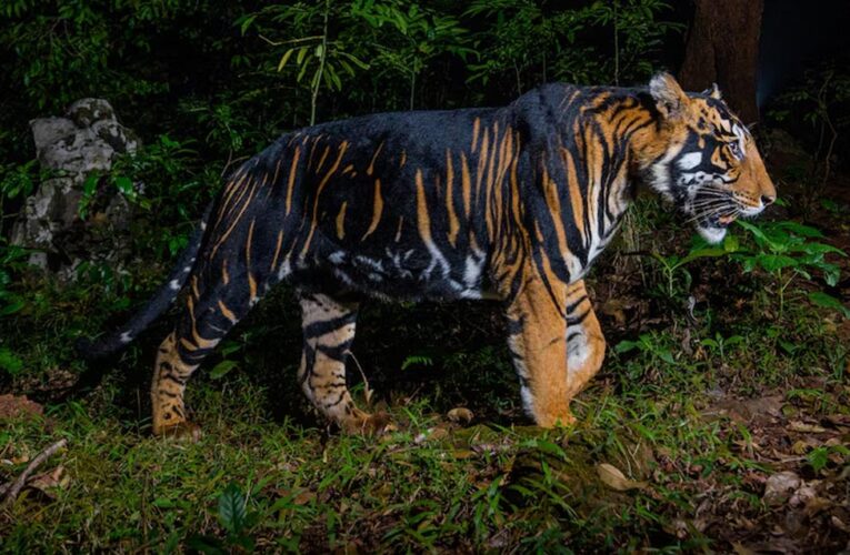 इंदौर जू में नए साल में आएगा ब्लैक टाइगर, मेलानिस्टिक और व्हाइट टाइगर की मेटिंग से उम्मीद