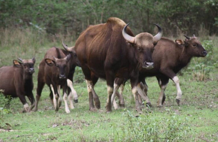 कान्हा नेशनल पार्क में आएंगे असम के वाइल्ड बफेलो, टाइगर रिजर्व में बढ़ेगा वाइल्डलाइफ रोमांच
