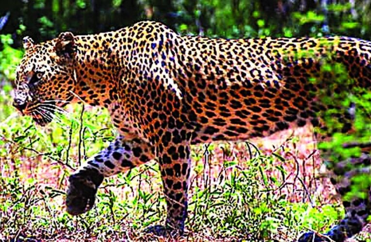 400 के.वी. सबस्टेशन इंदौर में घुसे तेंदुए को बहादुरी से पकड़ा, ट्रांसको टीम की सतर्कता और साहस से टला बड़ा हादसा